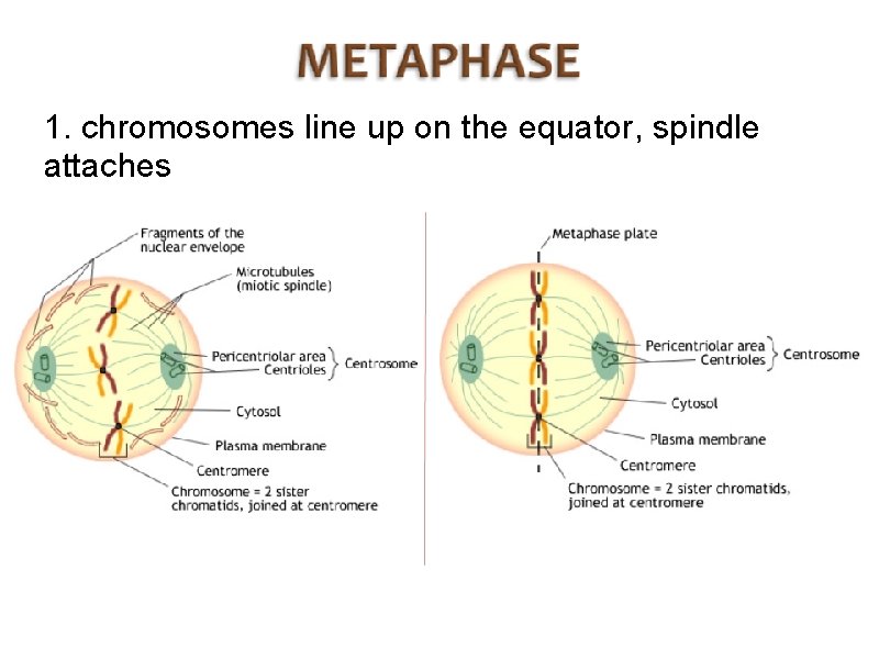 1. chromosomes line up on the equator, spindle attaches 