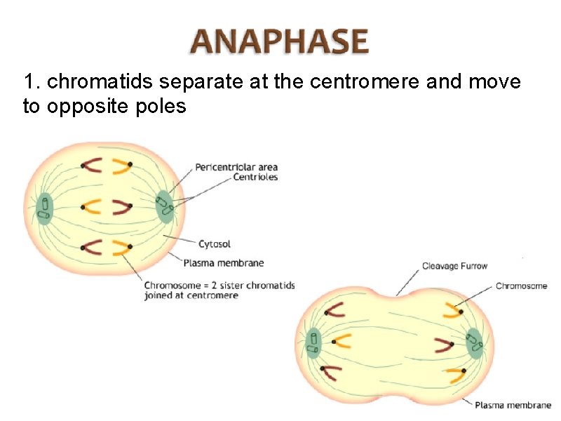 1. chromatids separate at the centromere and move to opposite poles 