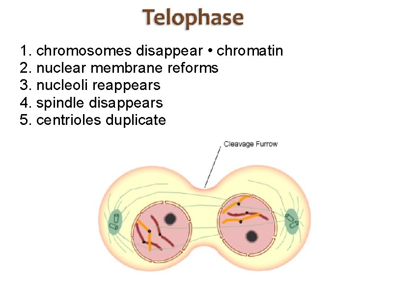 1. chromosomes disappear • chromatin 2. nuclear membrane reforms 3. nucleoli reappears 4. spindle