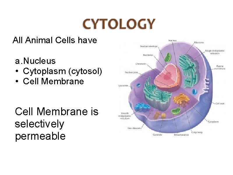 All Animal Cells have a. Nucleus • Cytoplasm (cytosol) • Cell Membrane is selectively