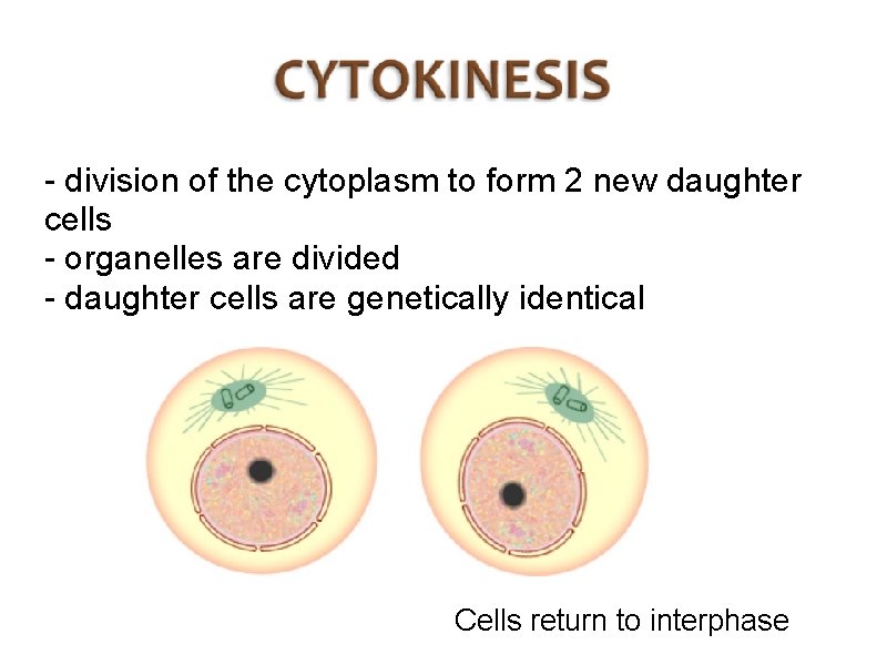 - division of the cytoplasm to form 2 new daughter cells - organelles are