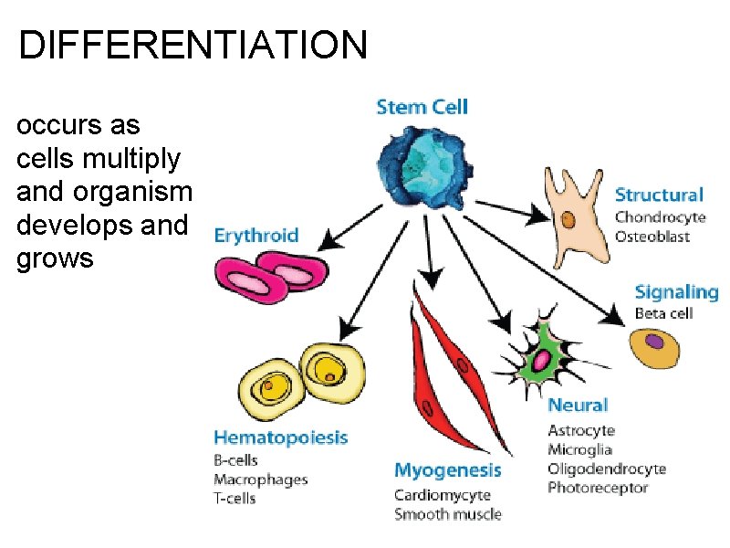 DIFFERENTIATION occurs as cells multiply and organism develops and grows 