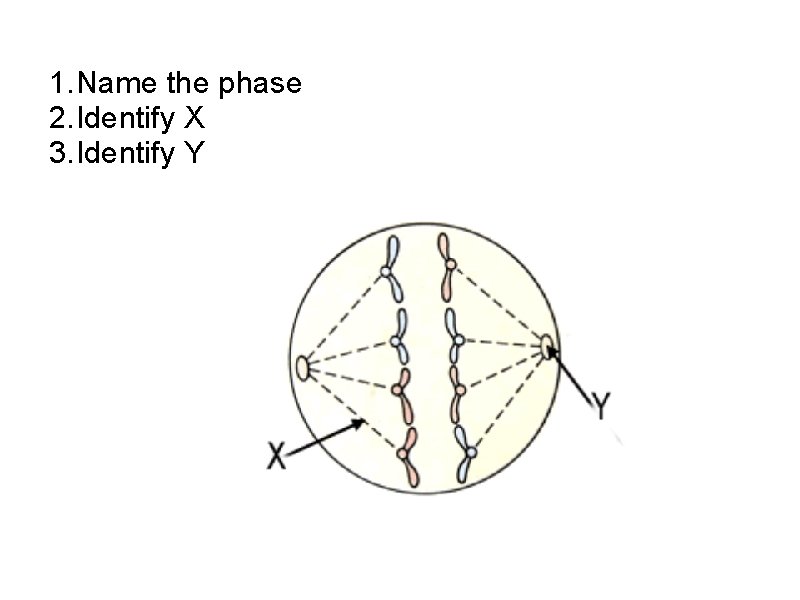 1. Name the phase 2. Identify X 3. Identify Y 