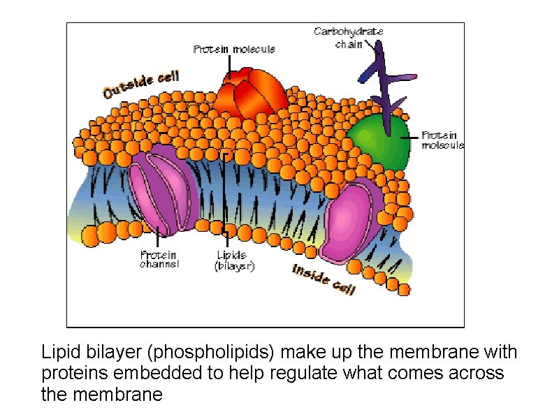 Lipid bilayer (phospholipids) make up the membrane with proteins embedded to help regulate what