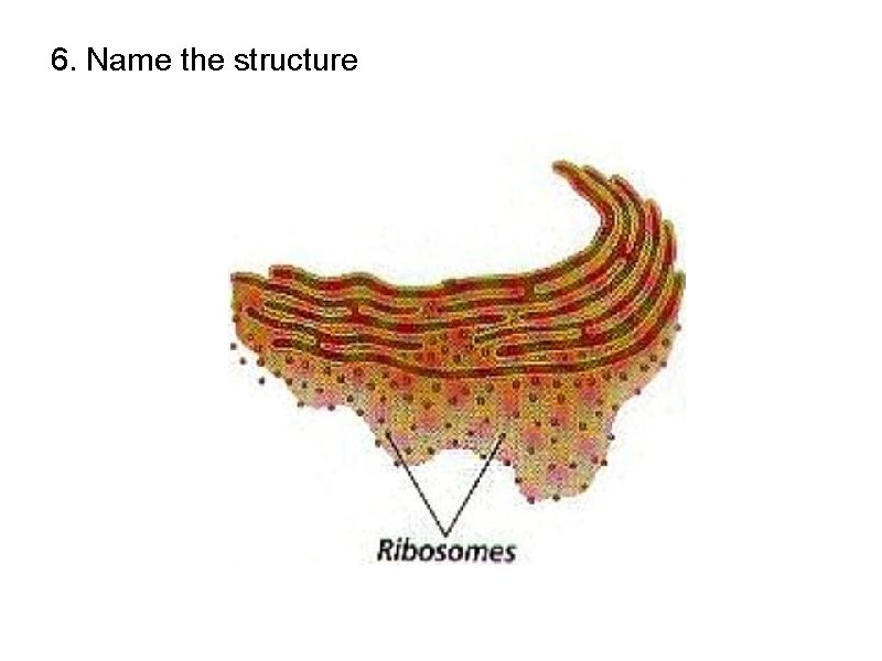 6. Name the structure 