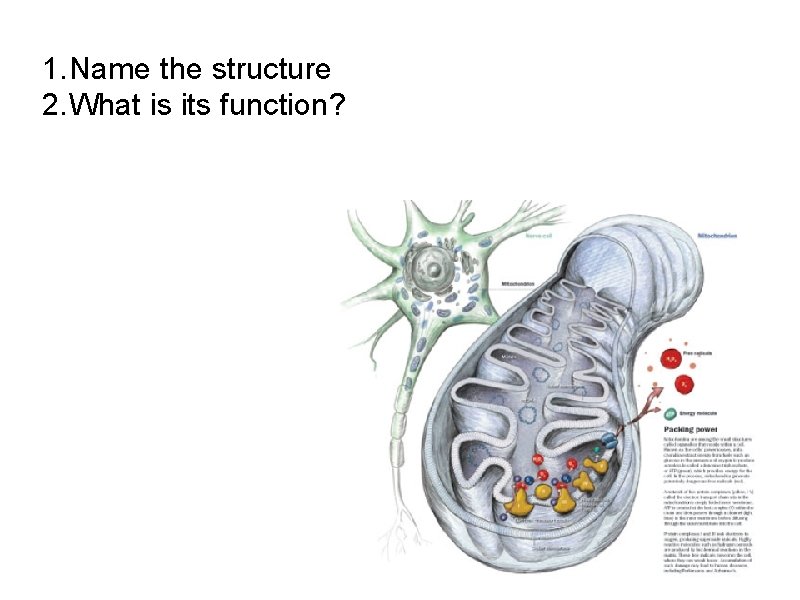 1. Name the structure 2. What is its function? 