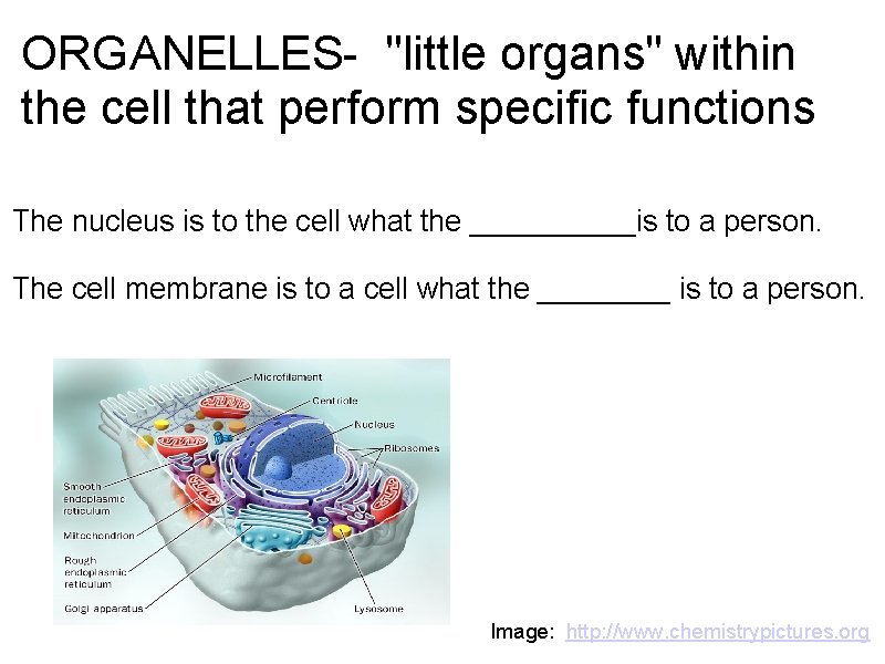 ORGANELLES- "little organs" within the cell that perform specific functions The nucleus is to