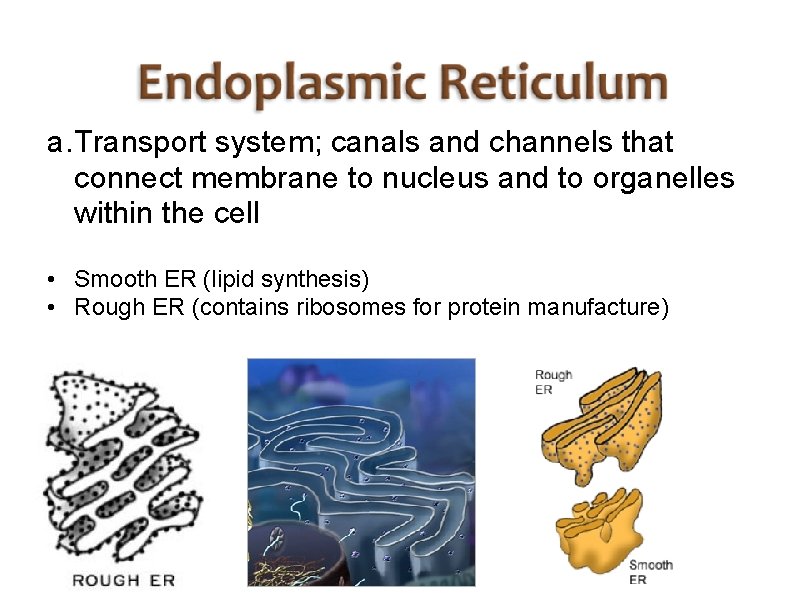 a. Transport system; canals and channels that connect membrane to nucleus and to organelles