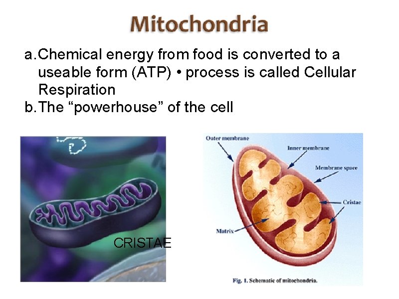 a. Chemical energy from food is converted to a useable form (ATP) • process