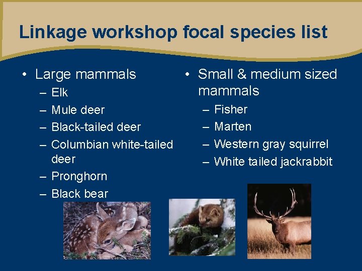 Linkage workshop focal species list • Large mammals – – Elk Mule deer Black-tailed