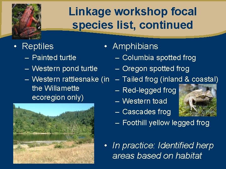 Linkage workshop focal species list, continued • Reptiles • Amphibians – Painted turtle –