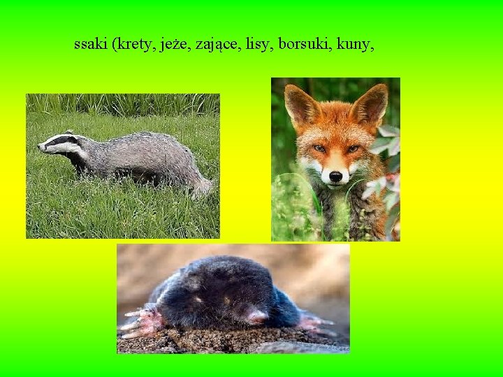 ssaki (krety, jeże, zające, lisy, borsuki, kuny, 