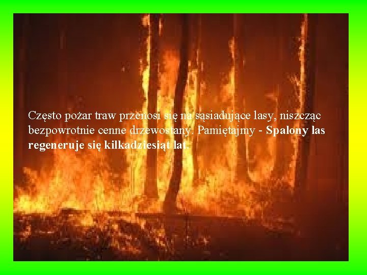 Często pożar traw przenosi się na sąsiadujące lasy, niszcząc bezpowrotnie cenne drzewostany. Pamiętajmy - Często pożar traw przenosi się na sąsiadujące lasy, niszcząc bezpowrotnie cenne drzewostany. Pamiętajmy -