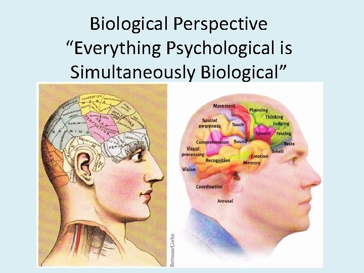 Biological Perspective “Everything Psychological is Simultaneously Biological” 