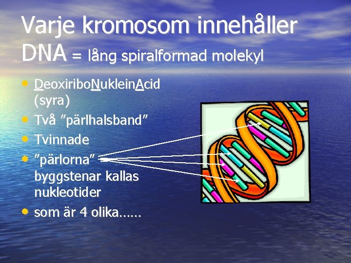 Varje kromosom innehåller DNA = lång spiralformad molekyl • Deoxiribo. Nuklein. Acid • •