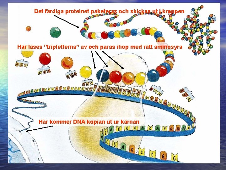 Det färdiga proteinet paketeras och skickas ut i kroppen Här läses ”tripletterna” av och