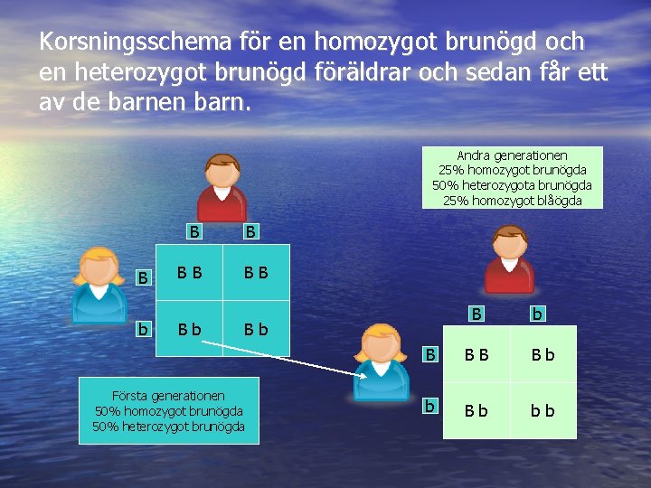 Korsningsschema för en homozygot brunögd och en heterozygot brunögd föräldrar och sedan får ett Korsningsschema för en homozygot brunögd och en heterozygot brunögd föräldrar och sedan får ett