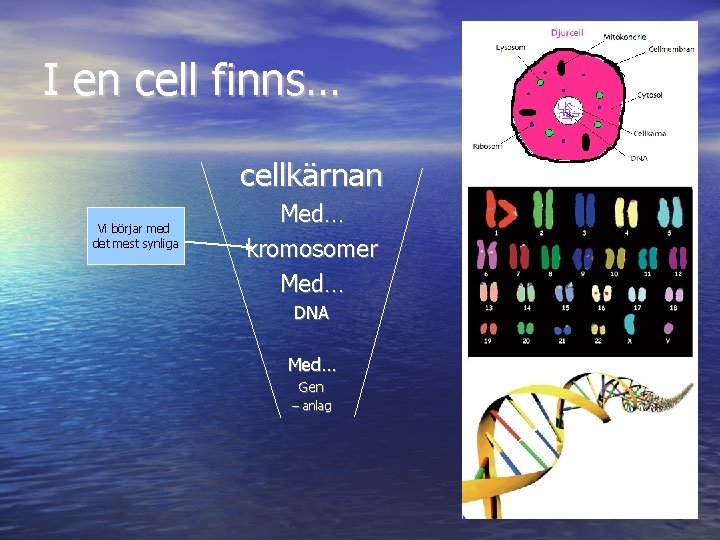 I en cell finns… cellkärnan Vi börjar med det mest synliga Med… kromosomer Med…