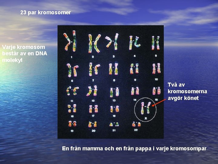 23 par kromosomer Varje kromosom består av en DNA molekyl Två av kromosomerna avgör