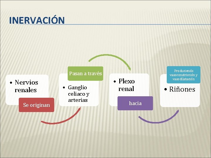 INERVACIÓN Pasan a través • Nervios renales Se originan • Ganglio celiaco y arterias