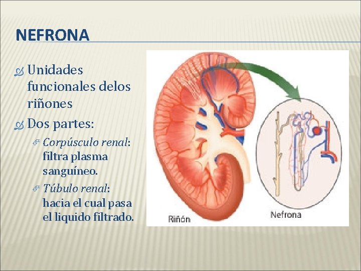 NEFRONA Unidades funcionales delos riñones Dos partes: Corpúsculo renal: filtra plasma sanguíneo. Túbulo renal: