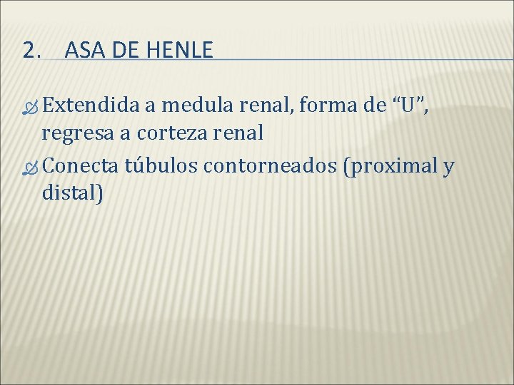 2. ASA DE HENLE Extendida a medula renal, forma de “U”, regresa a corteza 2. ASA DE HENLE Extendida a medula renal, forma de “U”, regresa a corteza