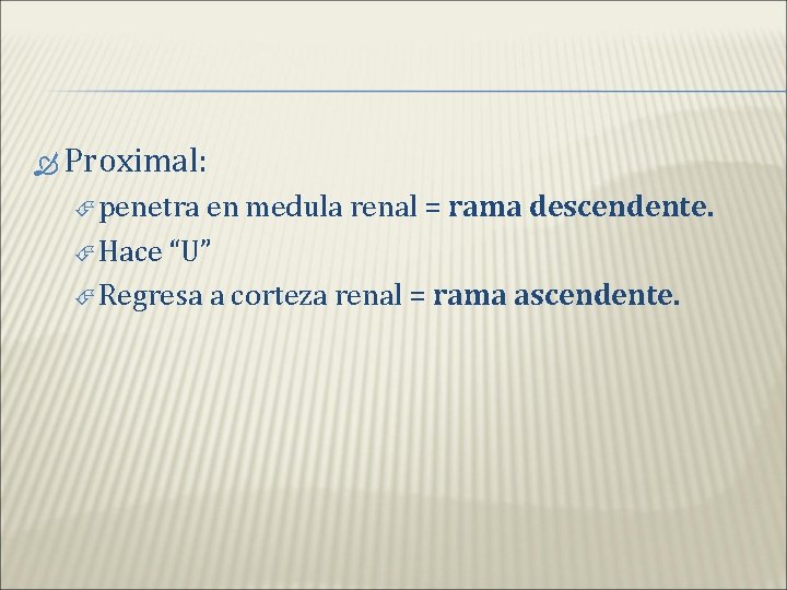  Proximal: penetra en medula renal = rama descendente. Hace “U” Regresa a corteza