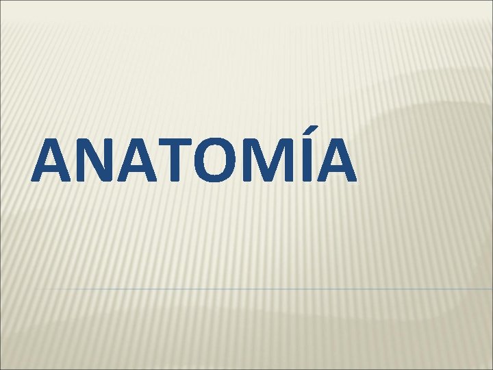 ANATOMÍA 