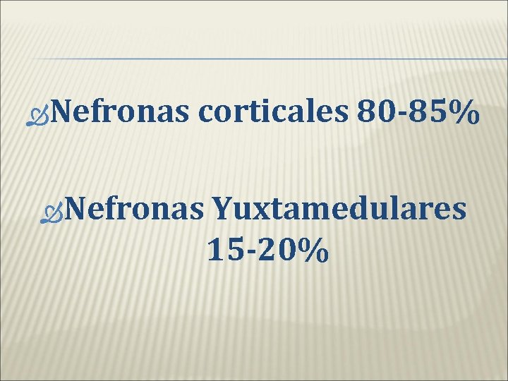  Nefronas corticales 80 -85% Nefronas Yuxtamedulares 15 -20% 