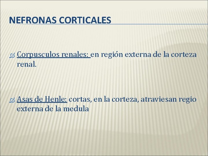 NEFRONAS CORTICALES Corpusculos renales: en región externa de la corteza renal. Asas de Henle: