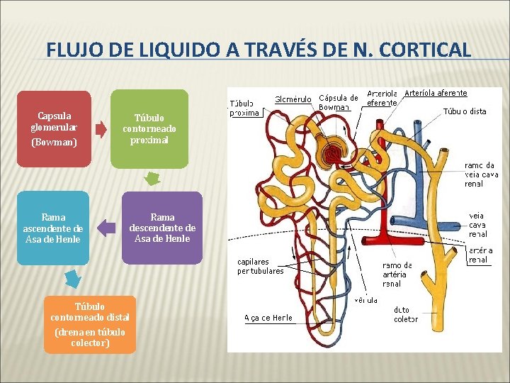 FLUJO DE LIQUIDO A TRAVÉS DE N. CORTICAL Capsula glomerular (Bowman) Túbulo contorneado proximal