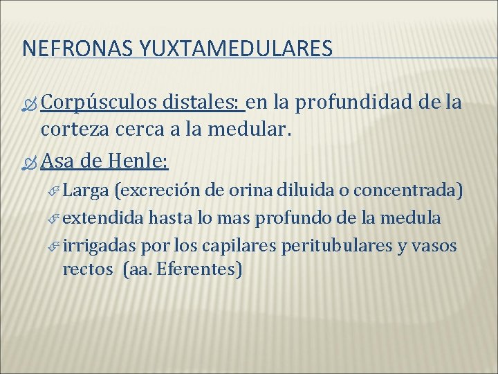 NEFRONAS YUXTAMEDULARES Corpúsculos distales: en la profundidad de la corteza cerca a la medular.