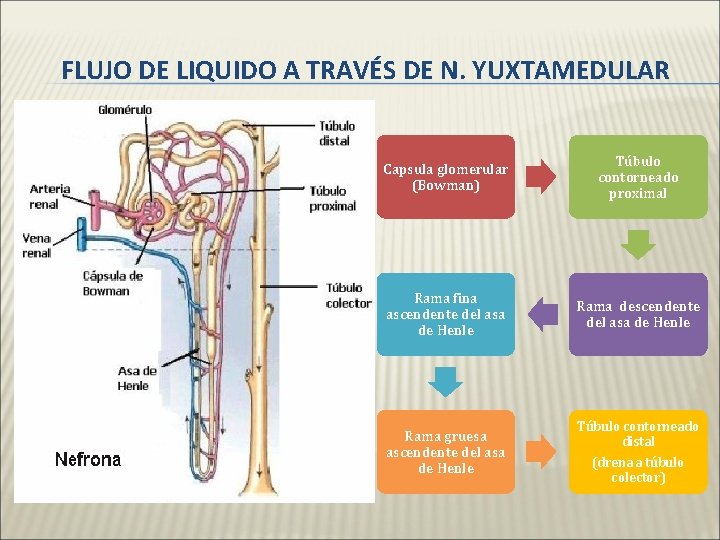 FLUJO DE LIQUIDO A TRAVÉS DE N. YUXTAMEDULAR Capsula glomerular (Bowman) Túbulo contorneado proximal FLUJO DE LIQUIDO A TRAVÉS DE N. YUXTAMEDULAR Capsula glomerular (Bowman) Túbulo contorneado proximal