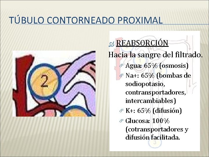 TÚBULO CONTORNEADO PROXIMAL REABSORCIÓN Hacia la sangre del filtrado. Agua: 65% (osmosis) Na+: 65%