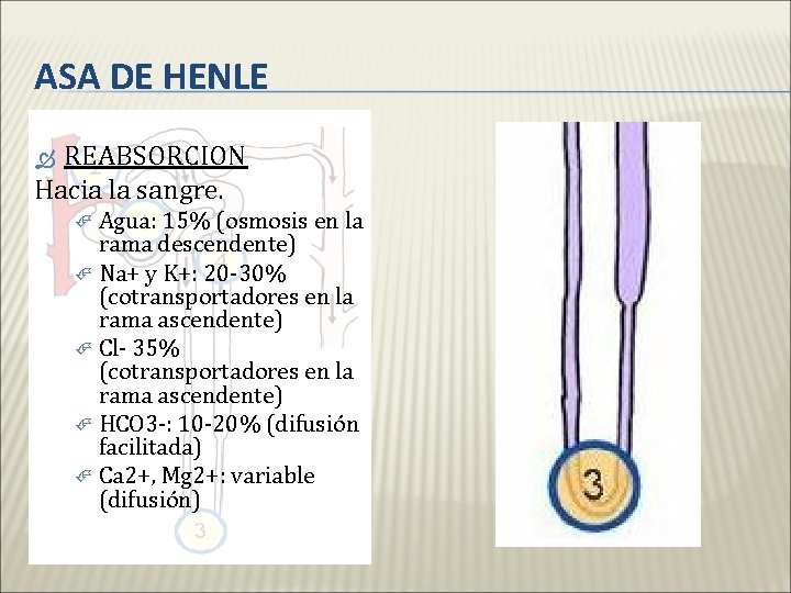 ASA DE HENLE REABSORCION Hacia la sangre. Agua: 15% (osmosis en la rama descendente)