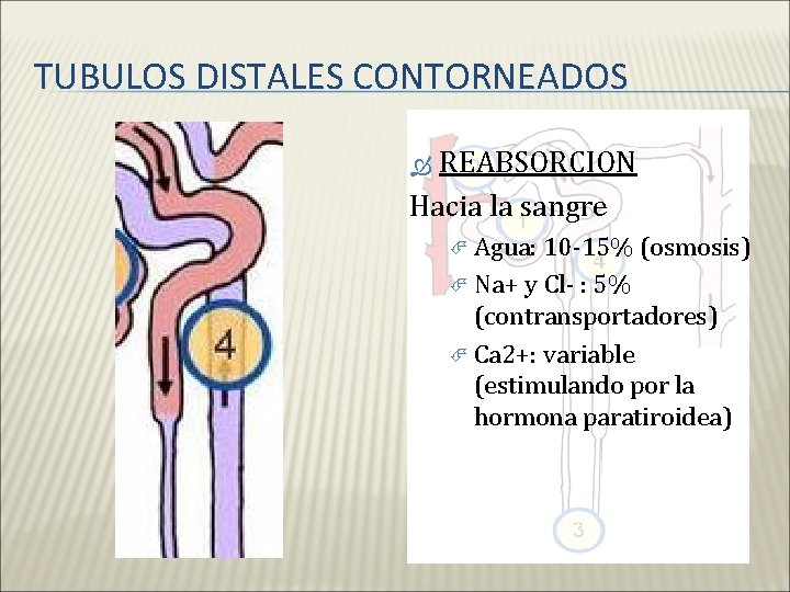 TUBULOS DISTALES CONTORNEADOS REABSORCION Hacia la sangre Agua: 10 -15% (osmosis) Na+ y Cl-