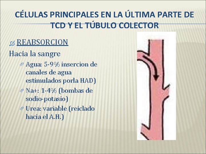 CÉLULAS PRINCIPALES EN LA ÚLTIMA PARTE DE TCD Y EL TÚBULO COLECTOR REABSORCION Hacia