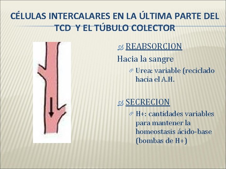 CÉLULAS INTERCALARES EN LA ÚLTIMA PARTE DEL TCD Y EL TÚBULO COLECTOR REABSORCION Hacia