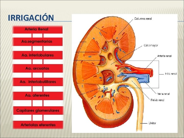 IRRIGACIÓN 