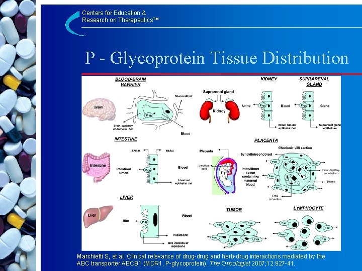 Centers for Education & Research on Therapeutics™ P - Glycoprotein Tissue Distribution Marchietti S,