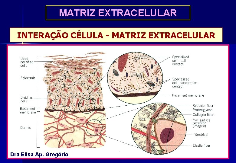 MATRIZ EXTRACELULAR INTERAÇÃO CÉLULA - MATRIZ EXTRACELULAR Dra Elisa Ap. Gregório 