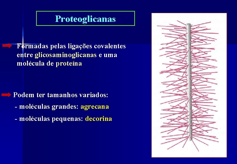 Proteoglicanas Formadas pelas ligações covalentes entre glicosaminoglicanas e uma molécula de proteína Podem ter