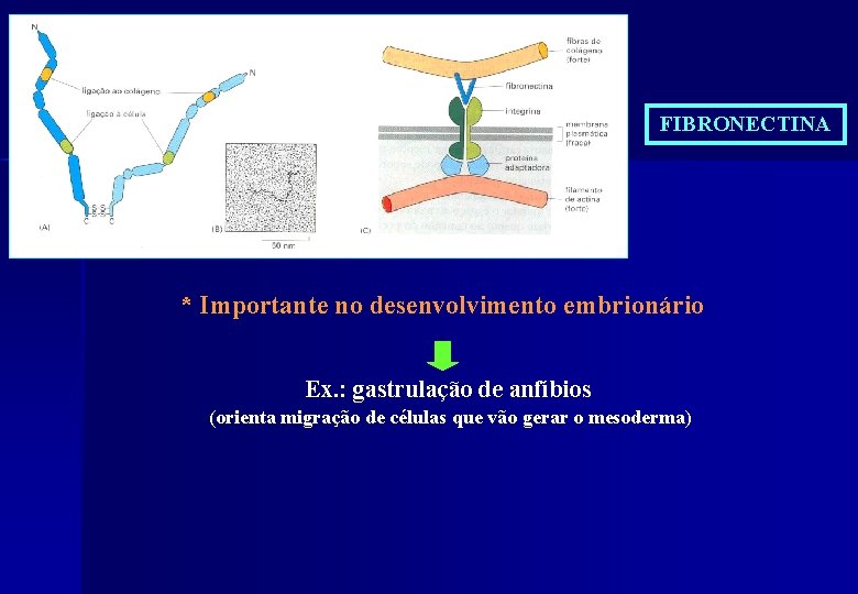 FIBRONECTINA * Importante no desenvolvimento embrionário Ex. : gastrulação de anfíbios (orienta migração de