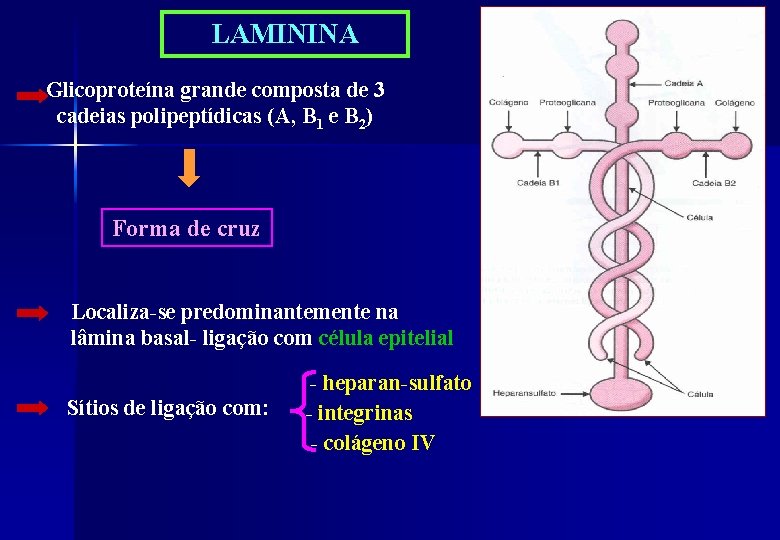 LAMININA Glicoproteína grande composta de 3 cadeias polipeptídicas (A, B 1 e B 2)