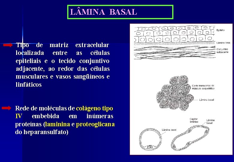 L MINA BASAL Tipo de matriz extracelular localizada entre as células epiteliais e o