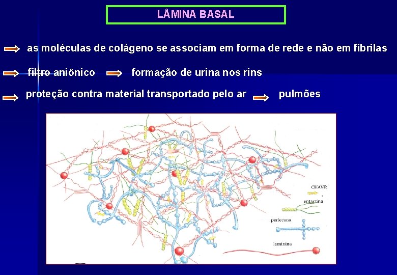 L MINA BASAL as moléculas de colágeno se associam em forma de rede e