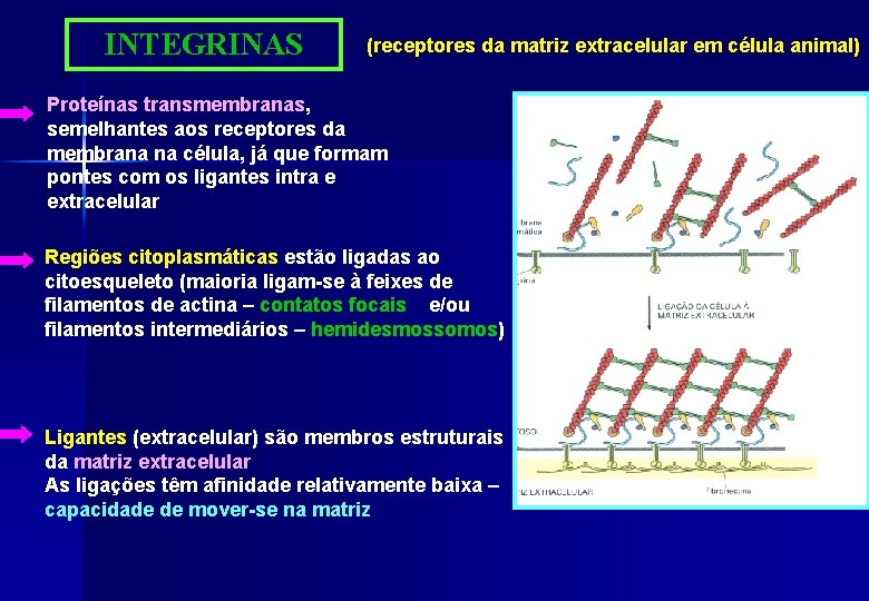 INTEGRINAS (receptores da matriz extracelular em célula animal) Proteínas transmembranas, semelhantes aos receptores da