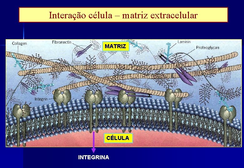 Interação célula – matriz extracelular MATRIZ CÉLULA INTEGRINA 