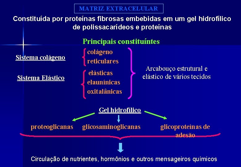 MATRIZ EXTRACELULAR Constituída por proteínas fibrosas embebidas em um gel hidrofílico de polissacarídeos e