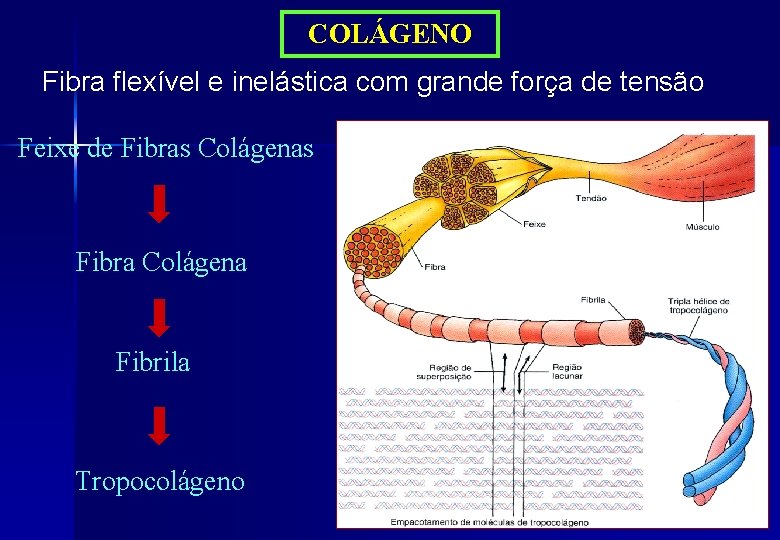 COLÁGENO Fibra flexível e inelástica com grande força de tensão Feixe de Fibras Colágenas